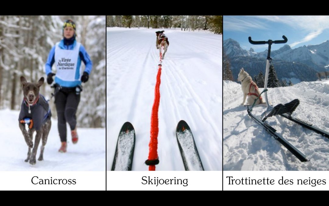 L’hiver, trois activités sportives avec son chien !