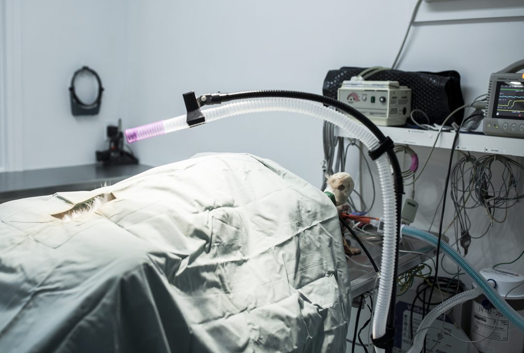 vétérinaire laurentides Hôpital vétérinaire SainteAgathe