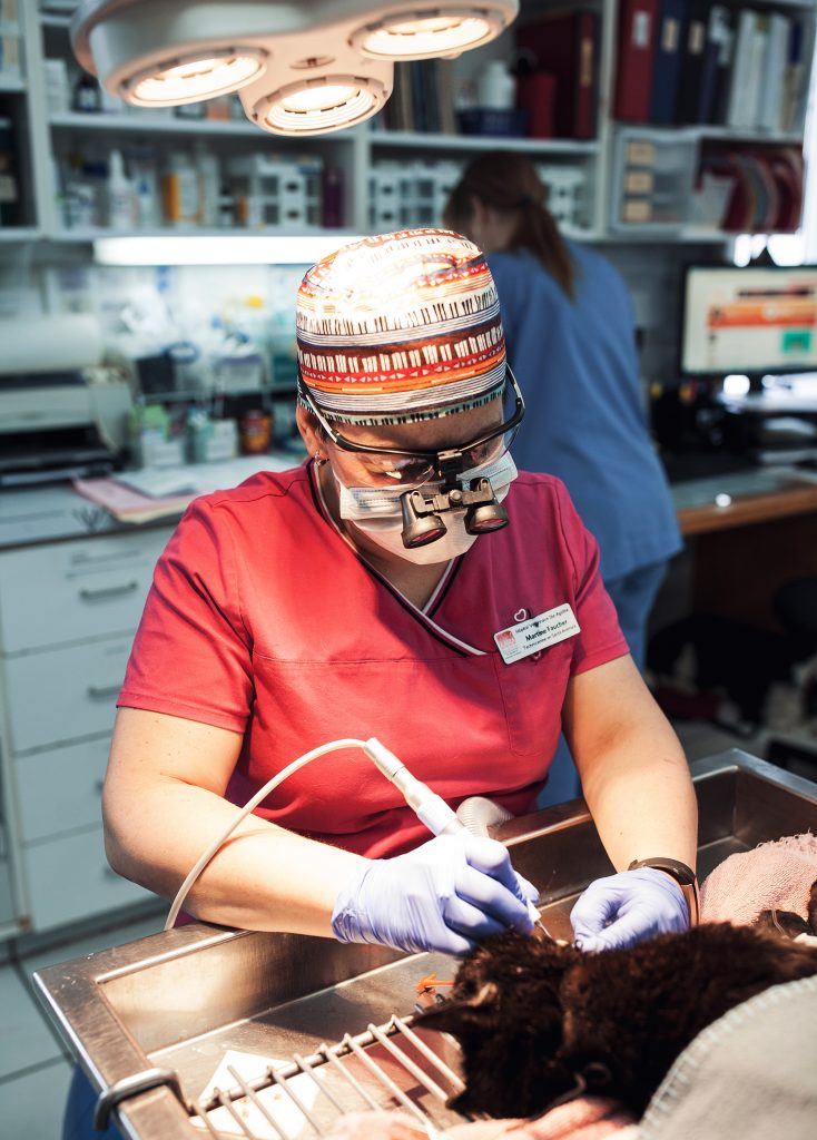 vétérinaire laurentides Hôpital vétérinaire SainteAgathe