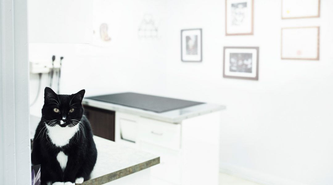 vétérinaire laurentides Hôpital vétérinaire SainteAgathe