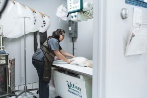 vétérinaire laurentides