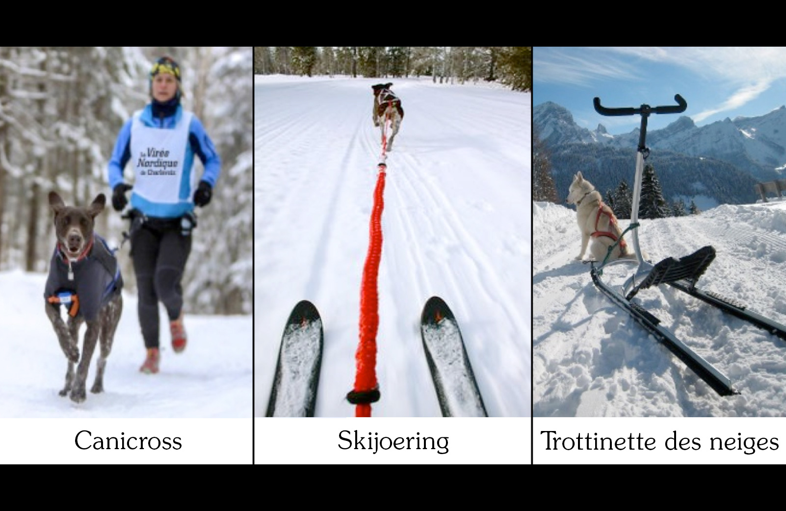 sports d'hiver Hôpital vétérinaire SainteAgathe