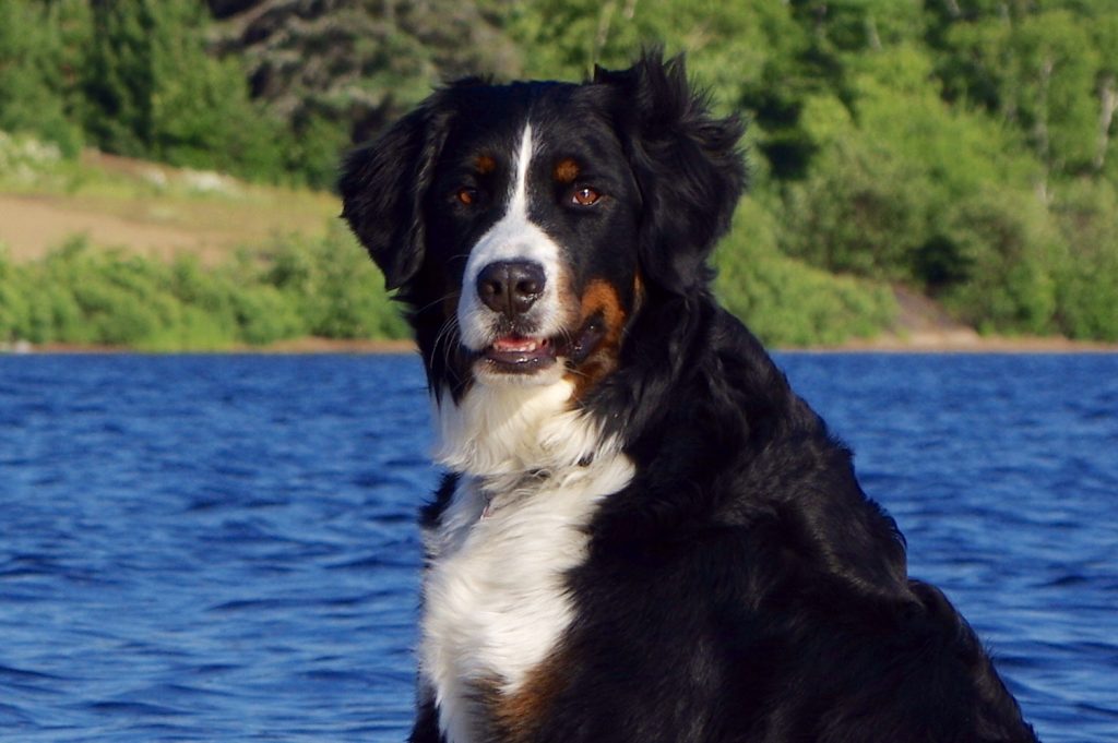 lyme Hôpital vétérinaire SainteAgathe