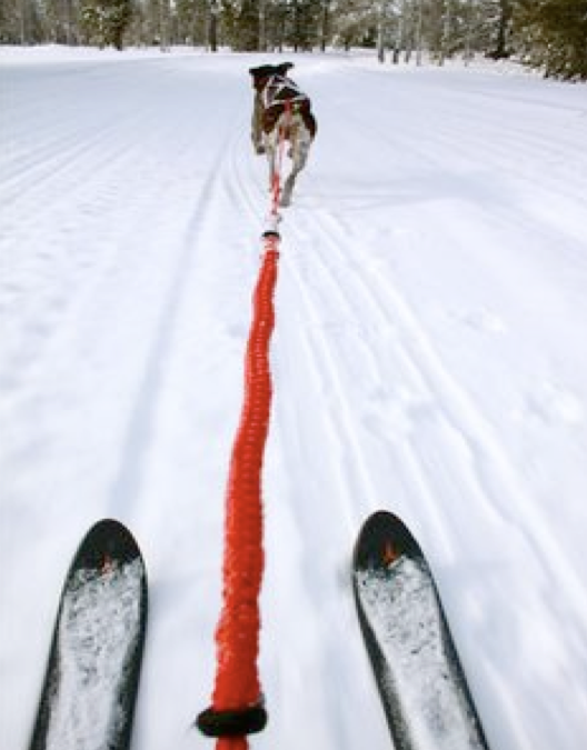 Skijoering Hôpital vétérinaire SainteAgathe